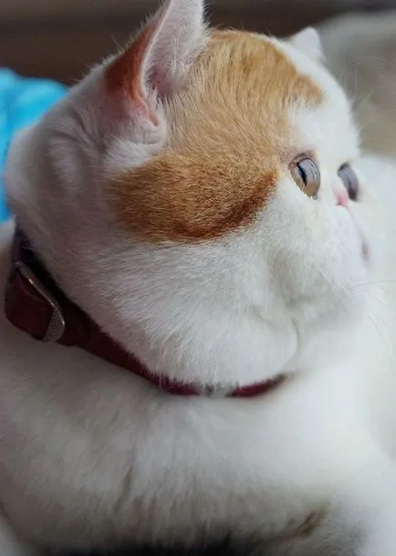 Cat Снупи (24 снимки) китайска порода, цени, клипове - murkote за котки и котки