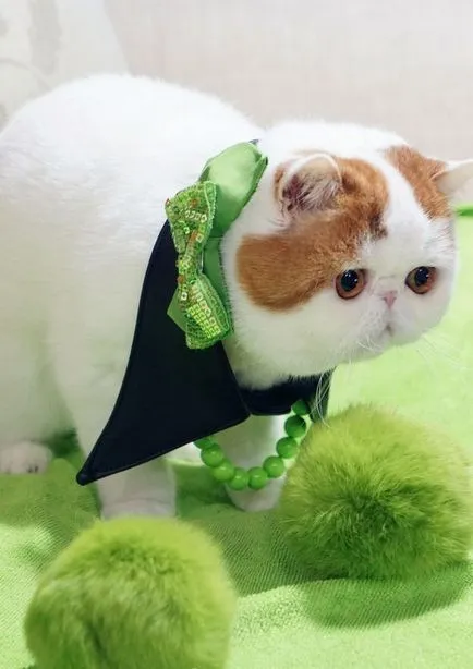 Cat Снупи (24 снимки) китайска порода, цени, клипове - murkote за котки и котки