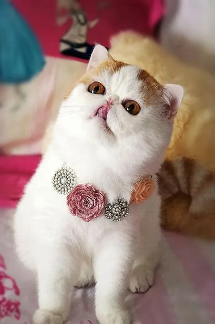 Cat Снупи (24 снимки) китайска порода, цени, клипове - murkote за котки и котки