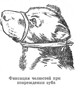 Кървене при кучета, ветеринарна клиника Кибела