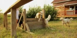 Зърнени храни за кучета, кучешка колиба - лабрадор