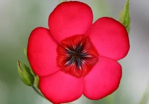 Linum grandiflorum - расте от семена