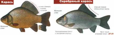 Улов шаран през юли плувка прът