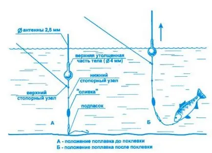 Улов шаран през юли плувка прът