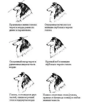 Мога ли кученца просо каша, моето кученце