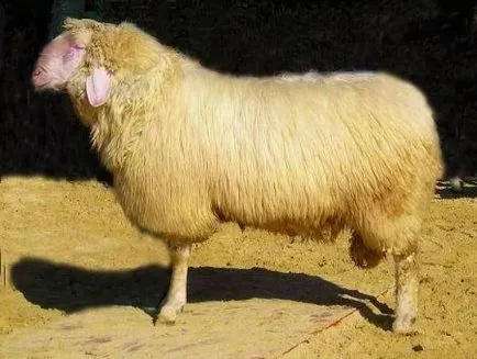 Месо породи овце