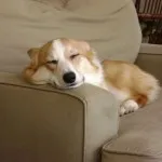 Преглед на порода куче уелски Corgi съдържание, хранителни и фото любими