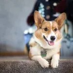Преглед на порода куче уелски Corgi съдържание, хранителни и фото любими