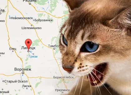 Котката и котката ангажиран