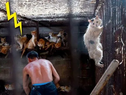 Котката и котката ангажиран