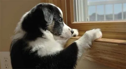 Сам вкъщи 