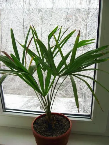 Palm грижи, отглеждане, поливане, засаждане у дома