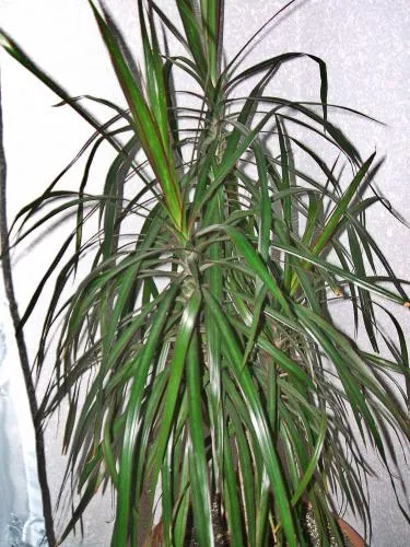 Palm грижи, отглеждане, поливане, засаждане у дома