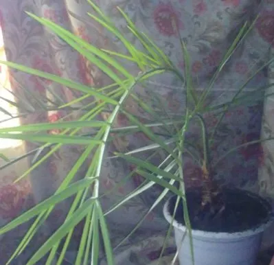 Palm грижи, отглеждане, поливане, засаждане у дома