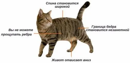 Затлъстяването при кучетата и котките лечение, диета за затлъстяване, диета за затлъстяване, степен на затлъстяване, защо