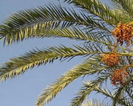 Palm грижи, отглеждане, поливане, засаждане у дома