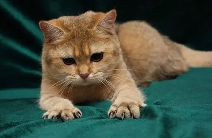 Защо котенца хапят и нулата и как да ги учат да бъдат приятели