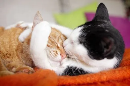 Защо котките мъркане