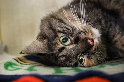 Защо котките мърка и котки