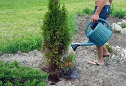 Засаждане и грижи Arborvitae на открито място поливане, торене, резитба (земя) Засаждане и грижи Arborvitae на открито място поливане, торене, резитба