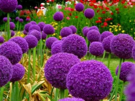 Популярни есента цвете градински растения и техните характеристики (растения) Популярни есенни цветя градински растения и техните функции