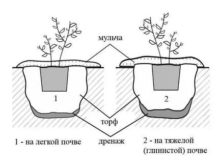 Засаждане и грижи за градината боровинка