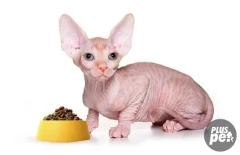 Правилното хранене Sphynx