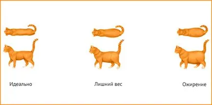 Причините за затлъстяването при котки (котки) и кучета диета за кучета и котки с наднормено тегло (диетична храна за кучета с наднормено тегло) Причините за затлъстяването при котки (котки) и кучета диета за кучета и котки с наднормено тегло