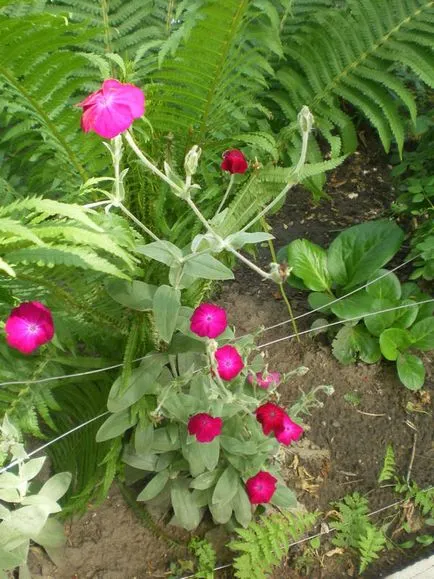 Съветва, моля, неизискващ растения за засаждане в гробище в началото на юни - отговори