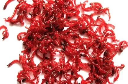 Стръв за шаран през пролетта с ръцете си от това какво и как да се готви