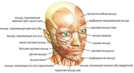 Релаксация на мускулите на лицето техники и упражнения, масаж