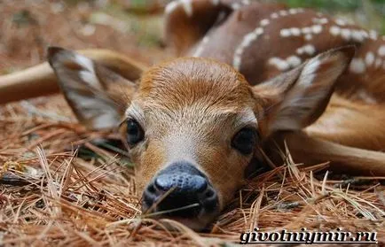 Забелязали Deer 2
