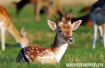 Забелязали Deer 2