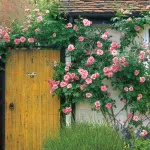 Рози в страната (38 снимки) особено издръжливи, трайни насаждения, как да правите снимки и видеоклипове