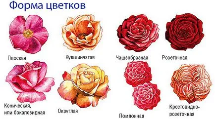Рози в страната (38 снимки) особено издръжливи, трайни насаждения, как да правите снимки и видеоклипове