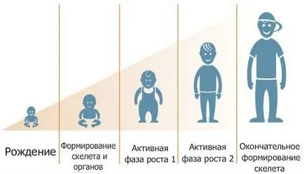 Растежът на плода при бременност