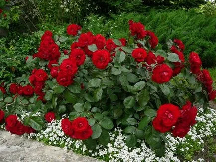 Рози в страната (38 снимки) особено издръжливи, трайни насаждения, как да правите снимки и видеоклипове