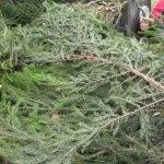Чемшир отглеждане, грижи, озеленяване, болест, нарязани чемшир (100 снимки) - Invision Board Мощност