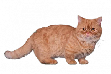 Най-малката котка