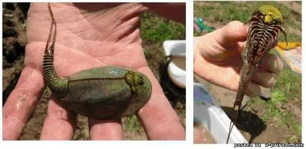 Шчитно - живи фосили - 13 снимки - снимки - снимки естествения свят