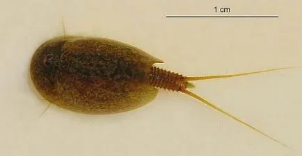 Бариерен (triopsidae)