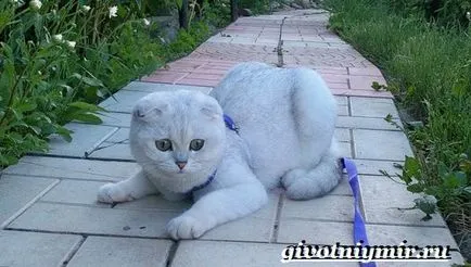 Сребърна чинчила котка
