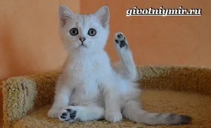 Сребърна чинчила котка