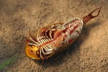 Бариерен (triopsidae)
