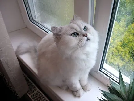 Чинчила (котка), описание порода, характер, реално (снимки и видео)