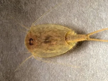 Бариерен (triopsidae)