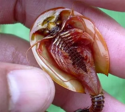 Бариерен (triopsidae)