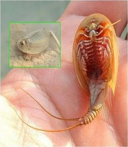 Бариерен (triopsidae)
