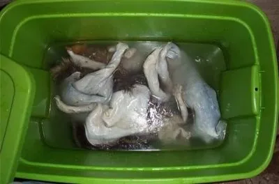 Дресинг заешки кожи у дома