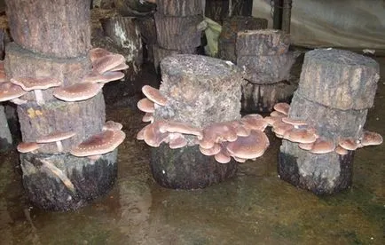 Отглеждане на гъби у дома Отглеждане на гъби у дома